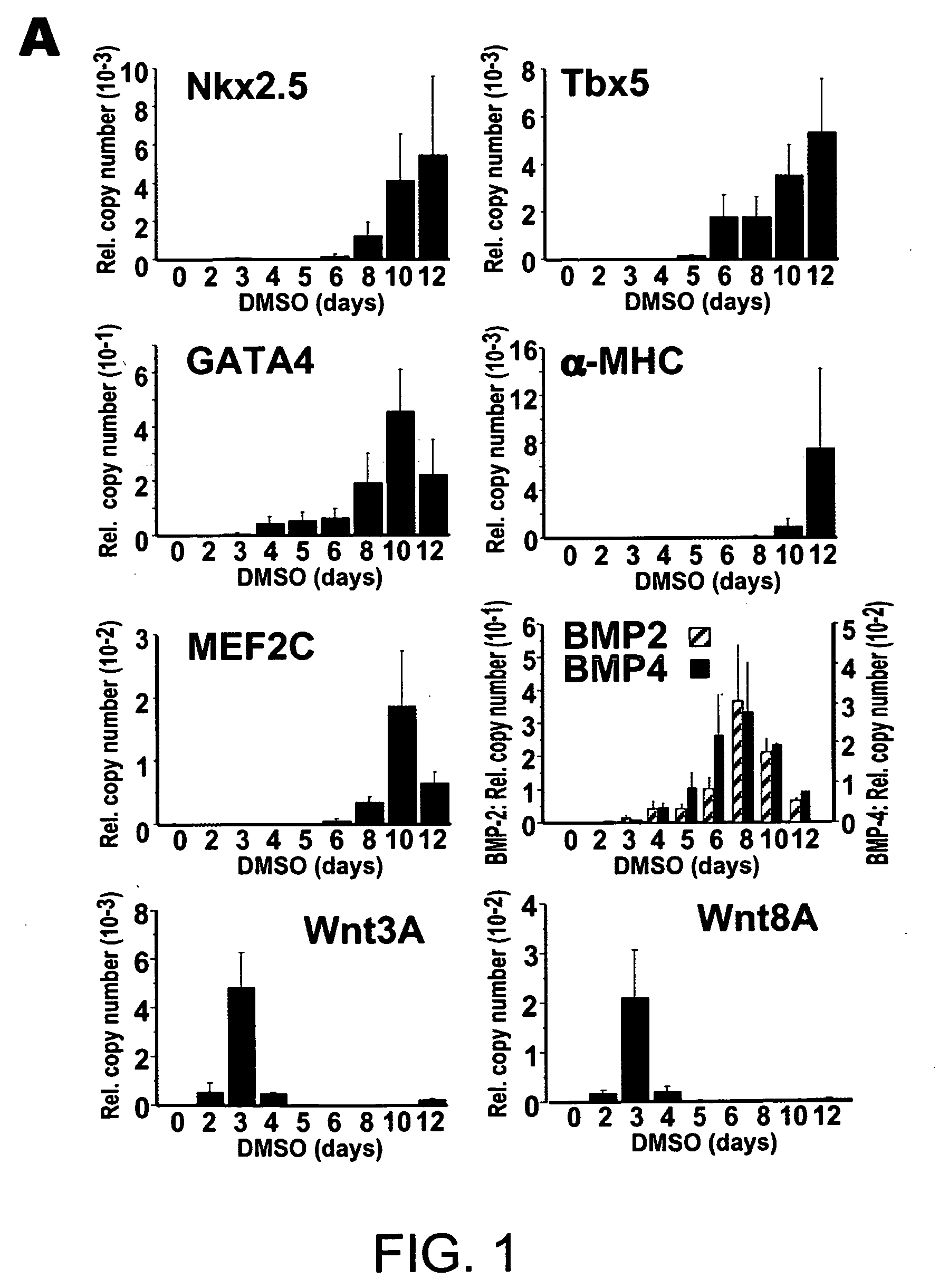 Wnt as a factor for cardiac myogenesis