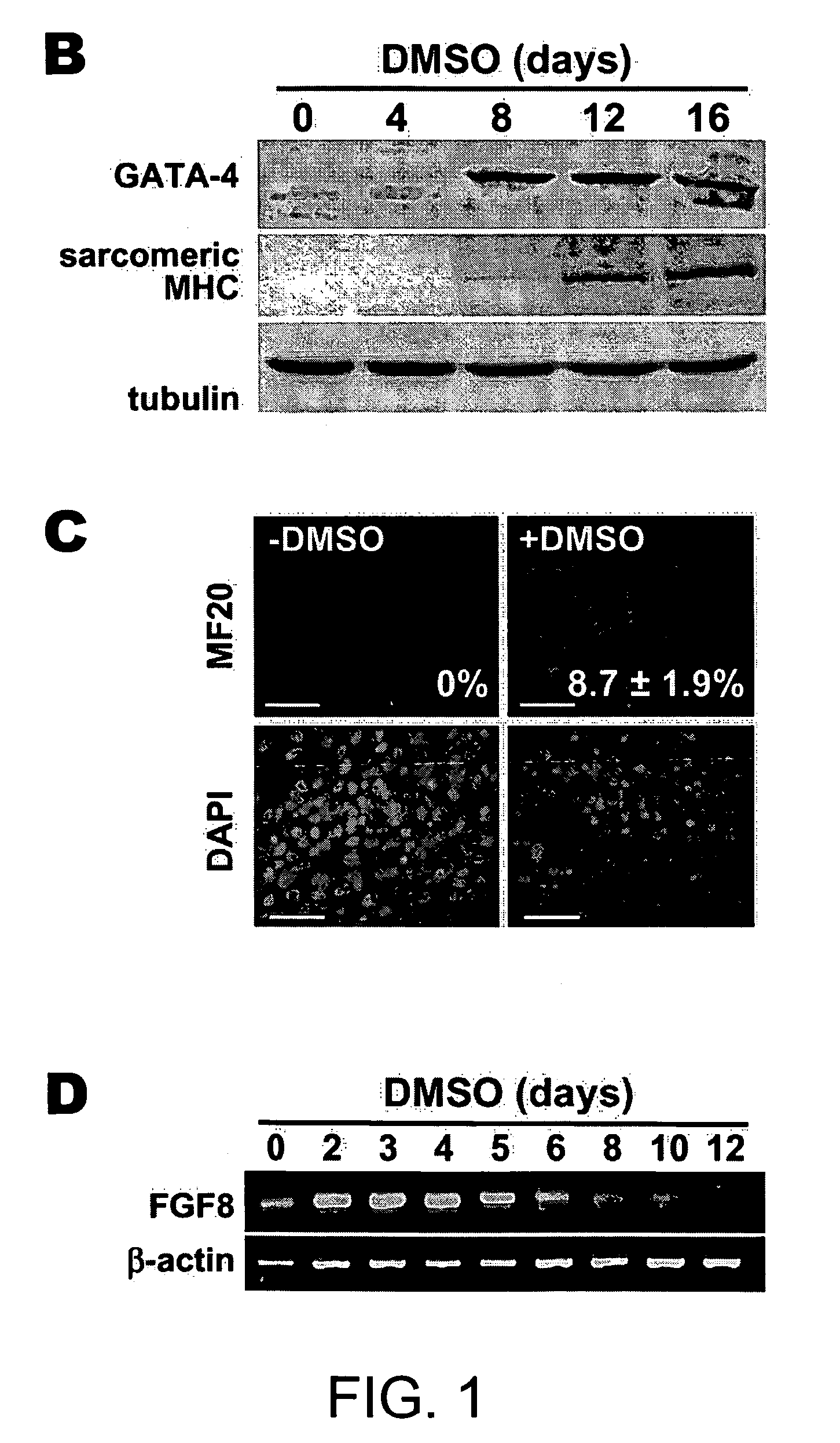 Wnt as a factor for cardiac myogenesis