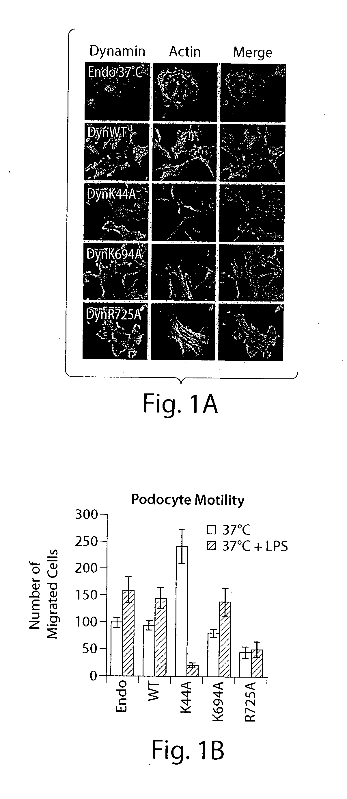 Dynamin mediated diseases and associated methods and products