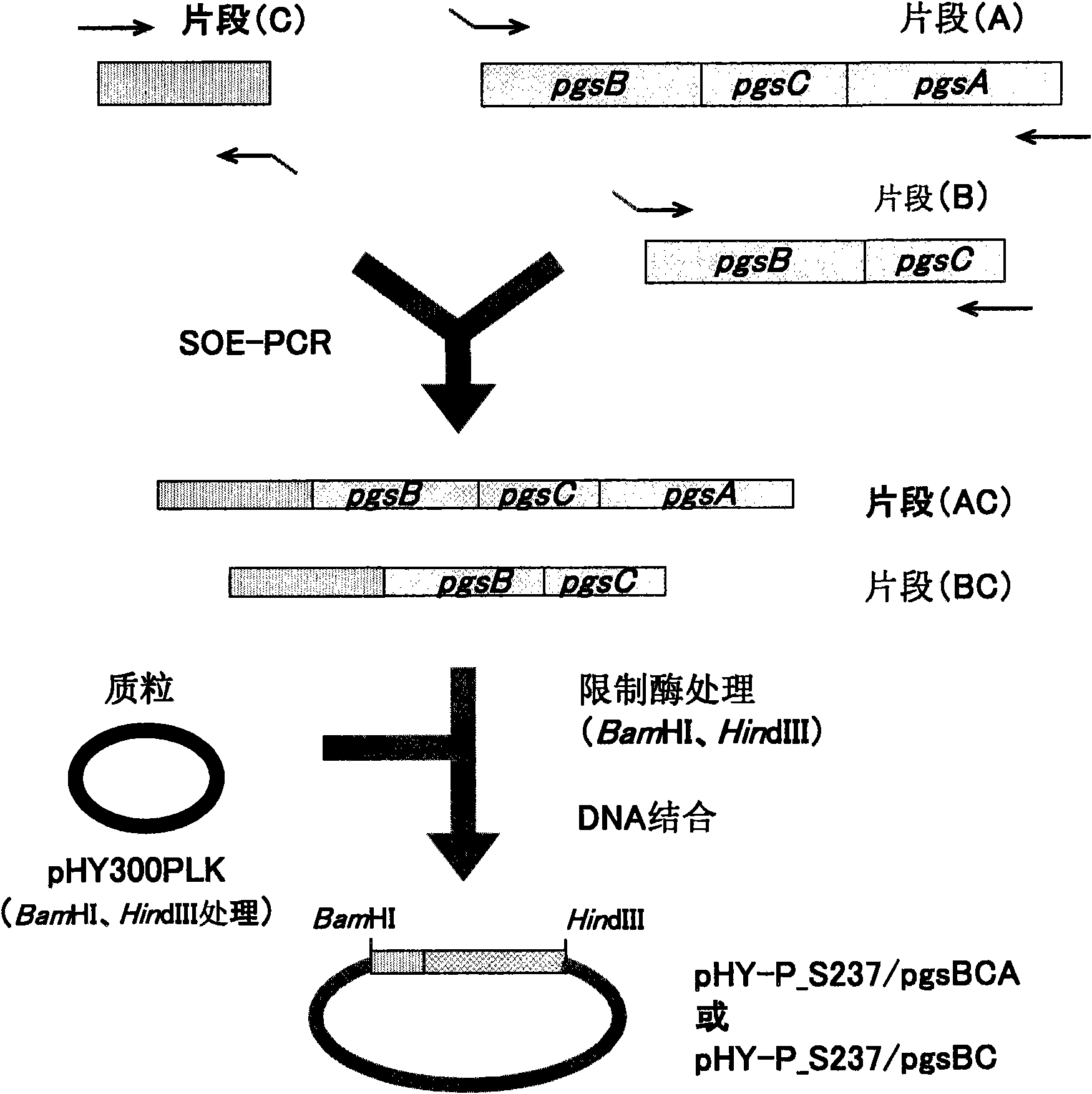 Recombinant microorganism and method for producing poly-gamma-glutamic acid