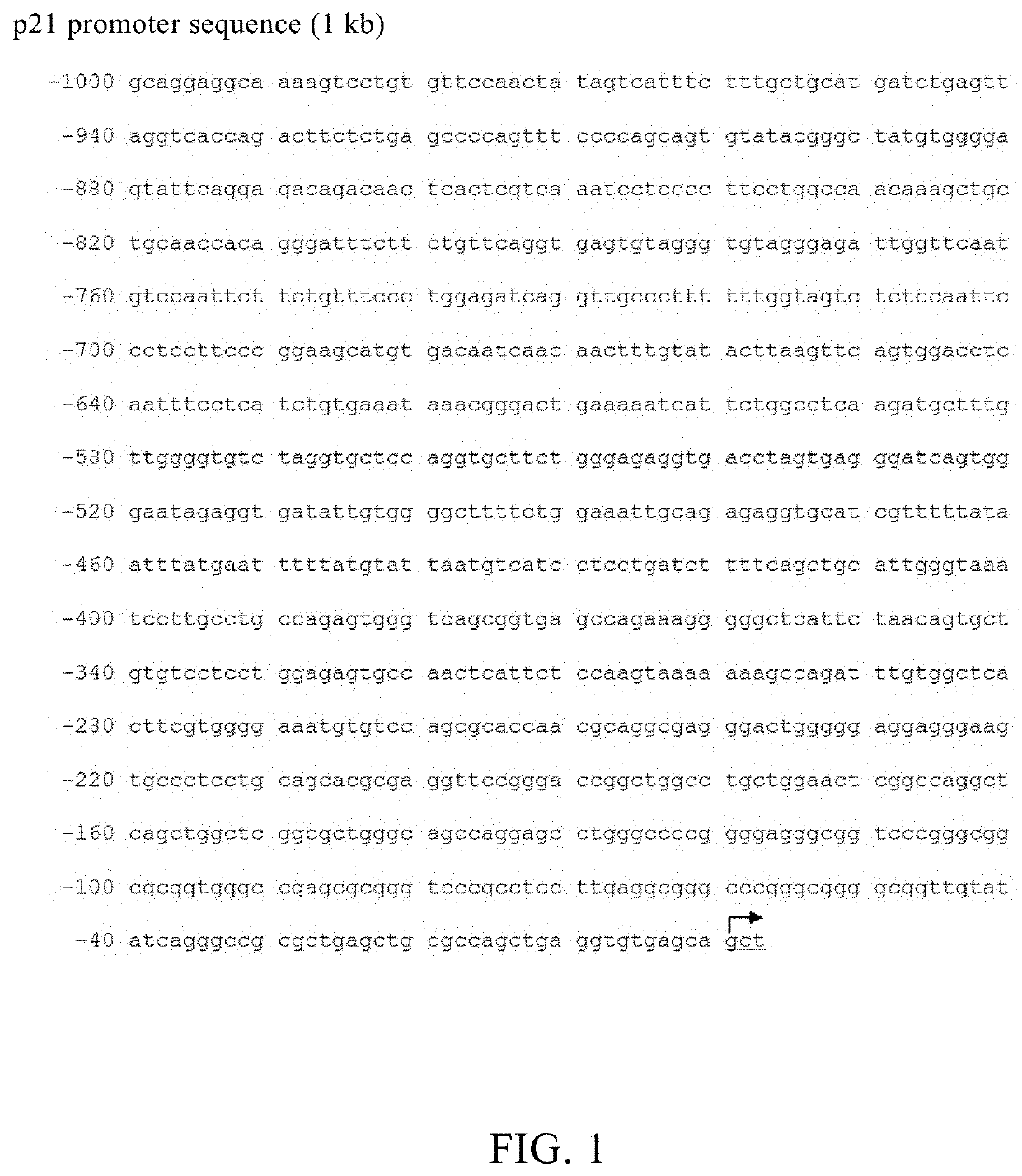 Novel Small Activating RNA