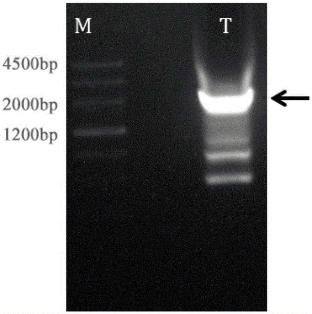 Mutant trehalose synthase as well as expression gene and application thereof