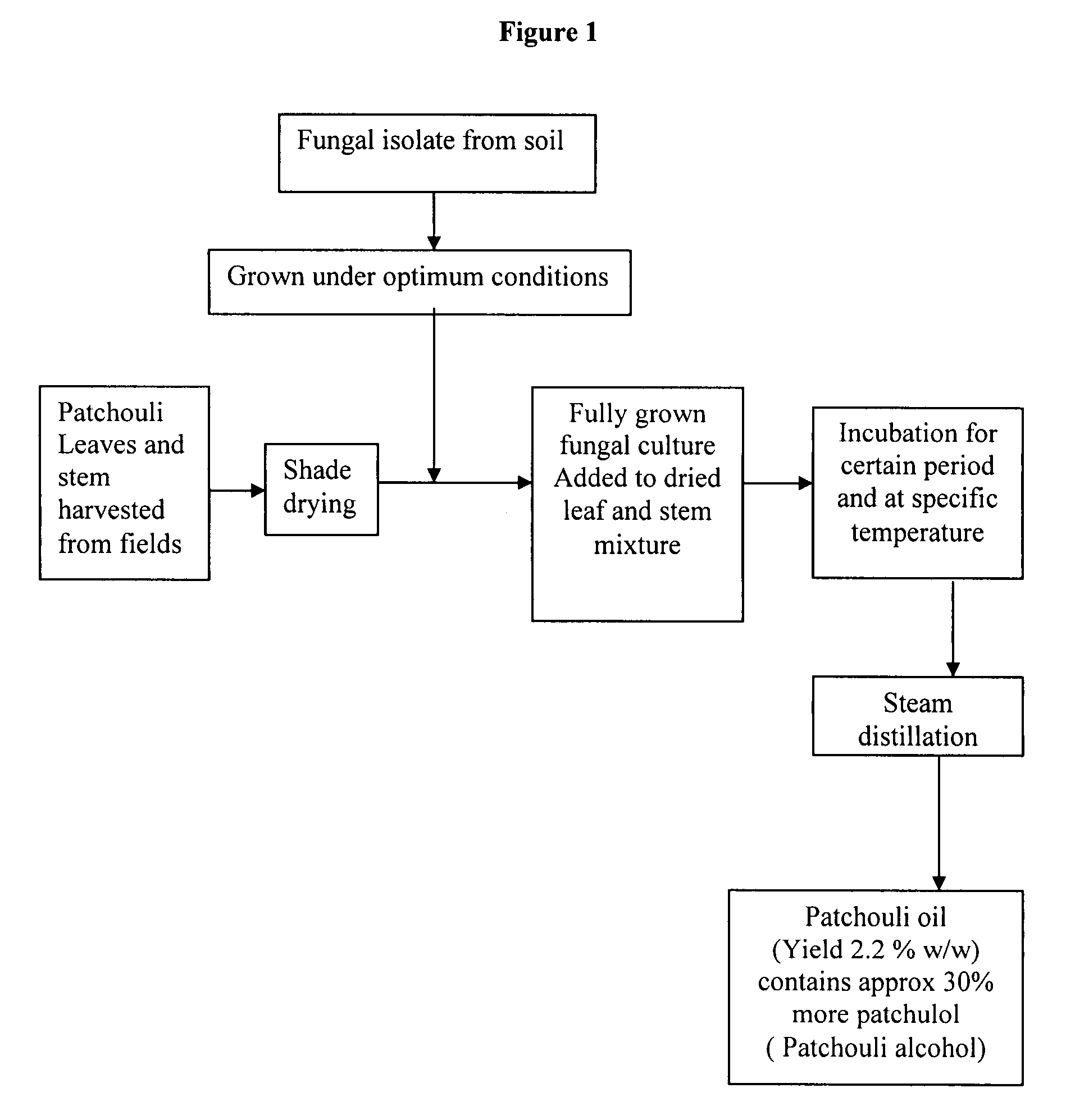 Process for increased patchulol content in essential oil of Pogostemon cablin