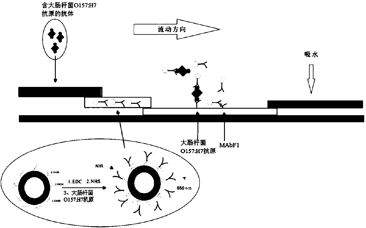 Upconversion-immunochromatography test strip used for detecting Escherichia coli O157:H7, and detection method thereof