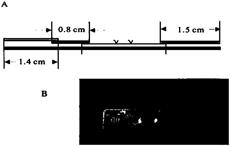 Upconversion-immunochromatography test strip used for detecting Escherichia coli O157:H7, and detection method thereof