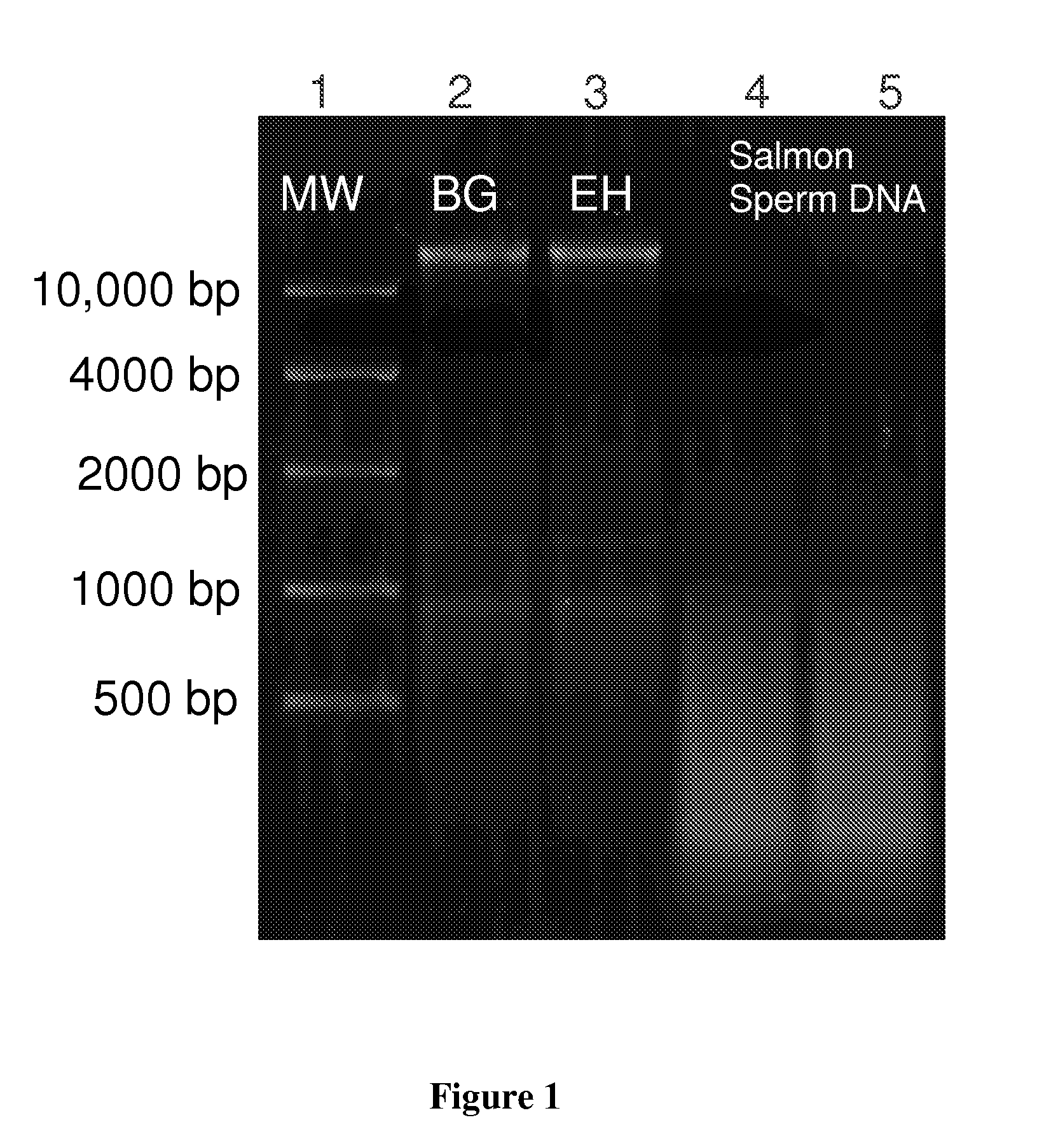 Purification and concentration of proteins and DNA from a complex sample using isotachophoresis and a device to perform the purification