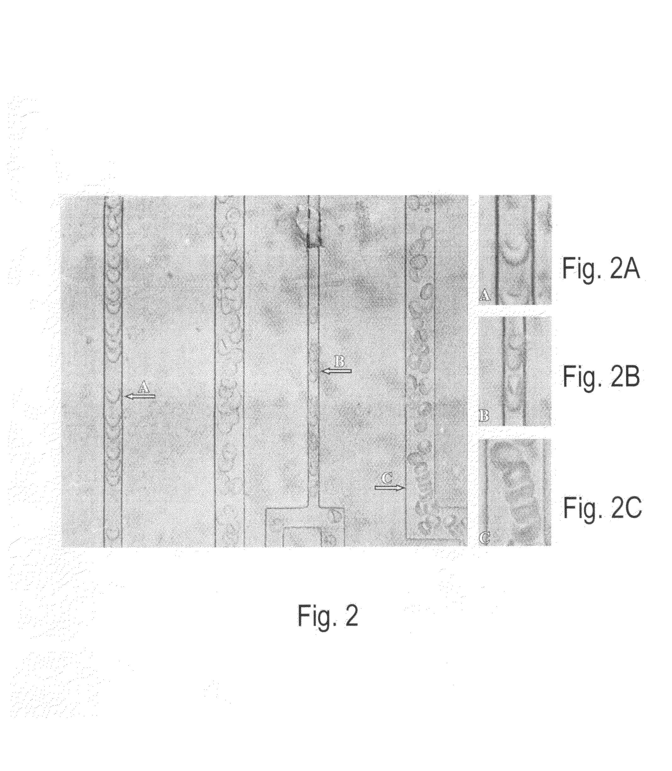 Microvascular network device