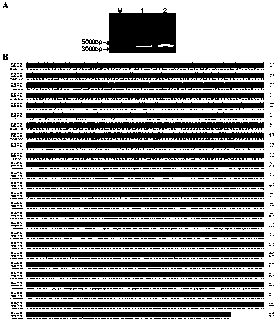 Method for screening homogenized rice chloroplast transgenic plants