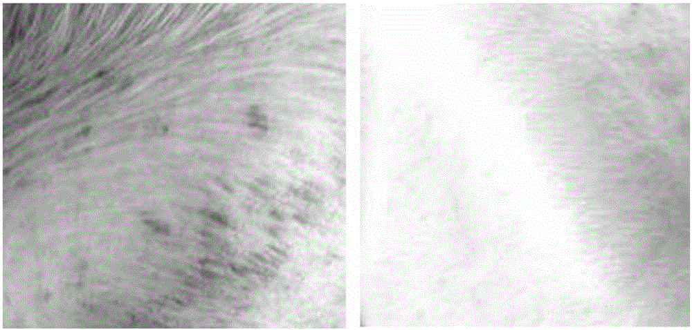 Traditional Chinese medicine composition for treating mange and acariasis of fur animals and preparation method and application thereof