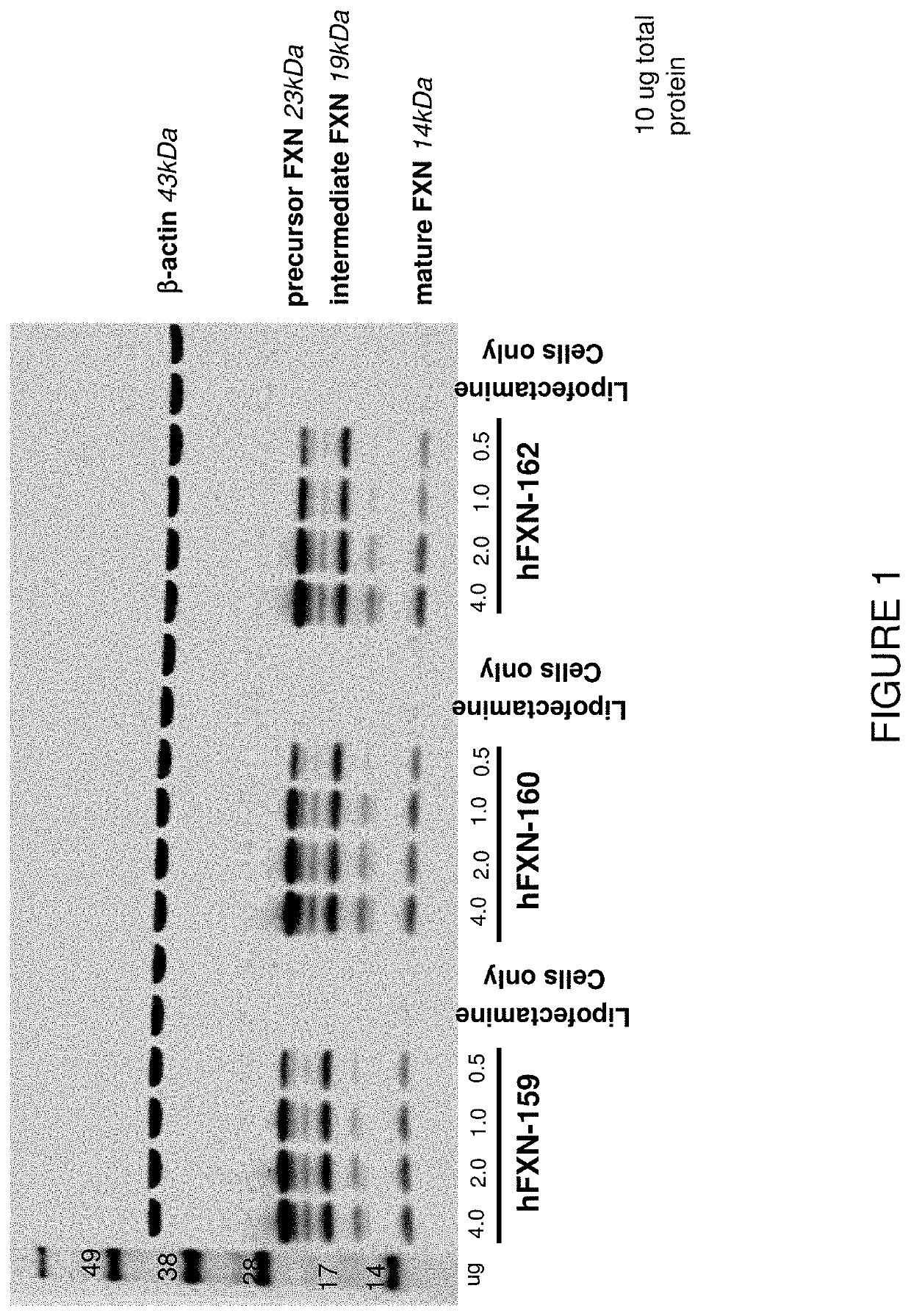 Messenger RNA therapy for the treatment of Friedreich's ataxia