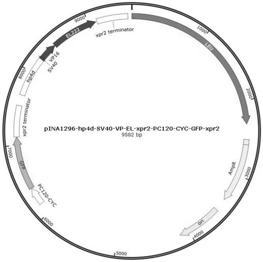 Blue light regulation promoter, fusion gene of blue light regulation promoter, blue light-mediated regulation plasmid and construction method and application of blue light-mediated regulation plasmid