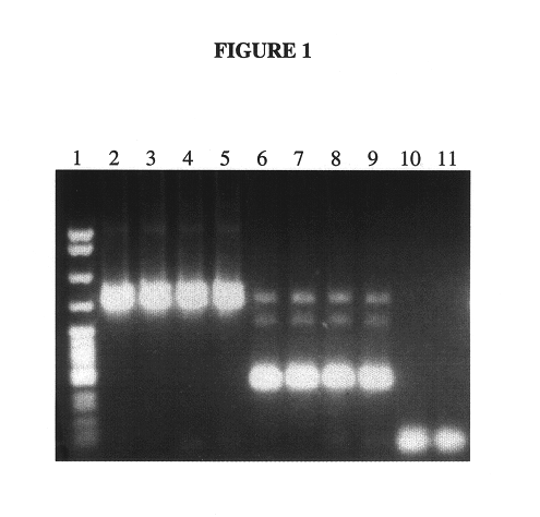 Quantitation of hTERT mRNA expression