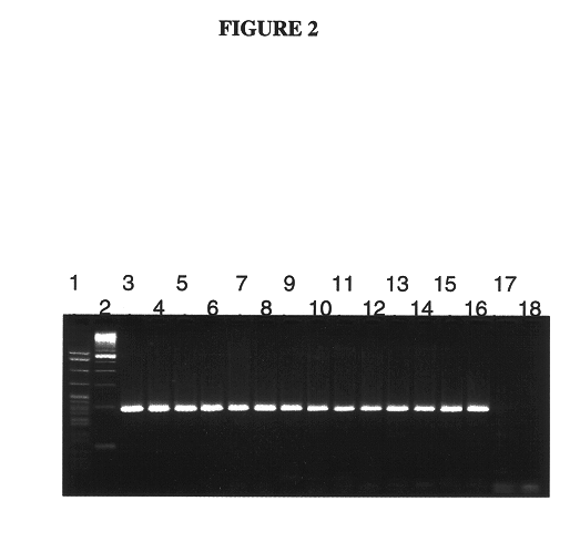 Quantitation of hTERT mRNA expression