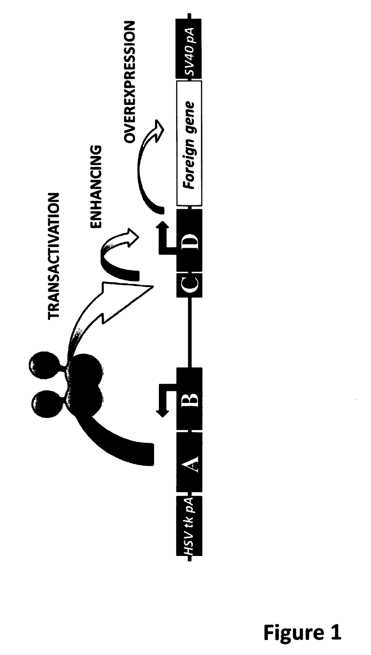 Baculoviral DNA elements for the expression of recombinant proteins in a host insect