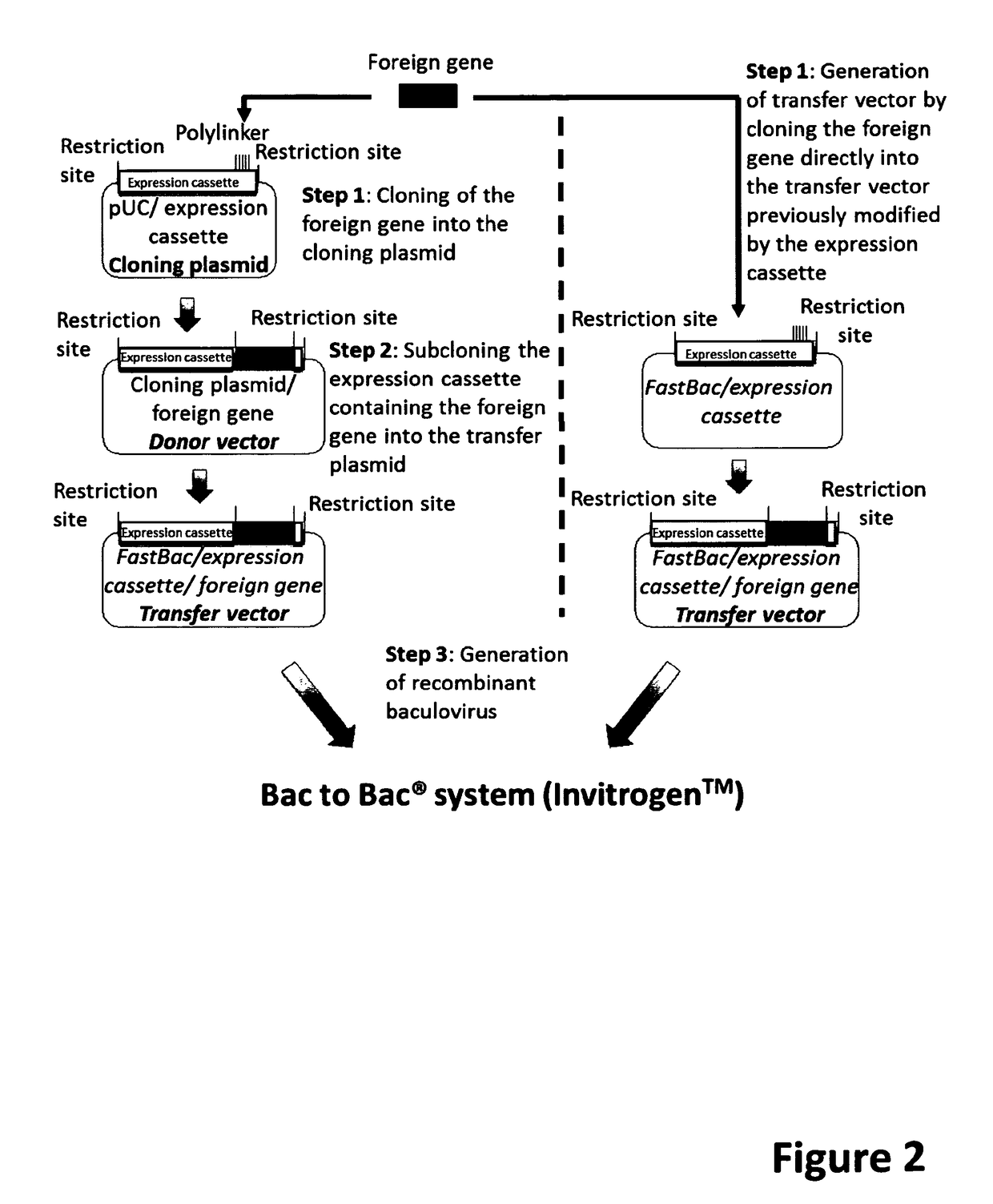 Baculoviral DNA elements for the expression of recombinant proteins in a host insect