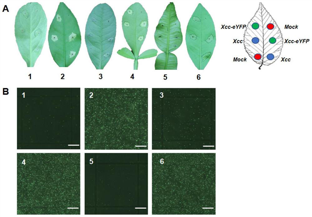 Method for rapidly evaluating canker resistance of citrus variety