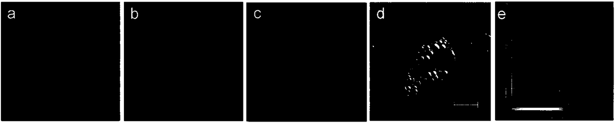 Ratiometric fluorescent probe for detecting bisulfite and application of ratiometric fluorescent probe