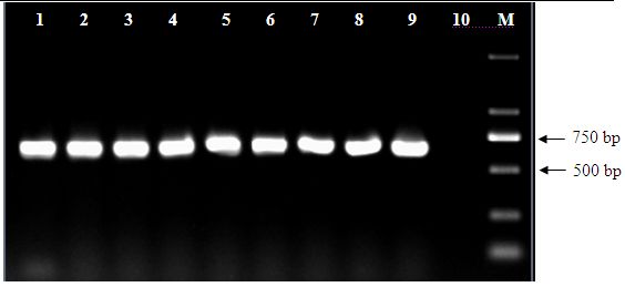 Method for quickly and specifically detecting Alicyclobacillus in apple juice through polymerase chain reaction (PCR)