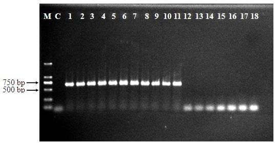 Method for quickly and specifically detecting Alicyclobacillus in apple juice through polymerase chain reaction (PCR)