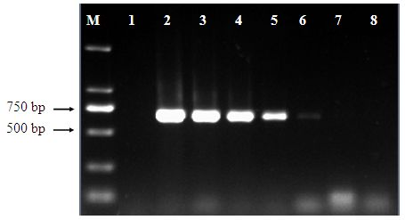 Method for quickly and specifically detecting Alicyclobacillus in apple juice through polymerase chain reaction (PCR)