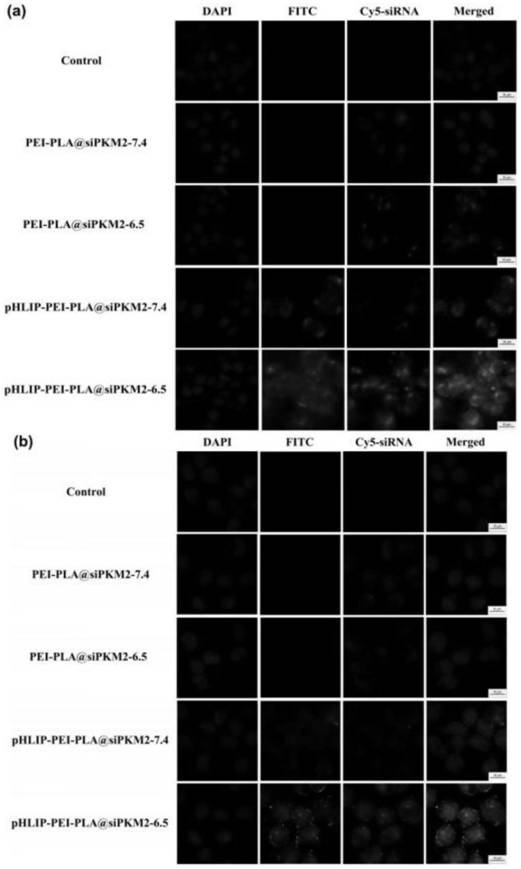 Synthesis and characterization of the transport vector phlip-pei-pla and a method for studying its delivery to siRNA