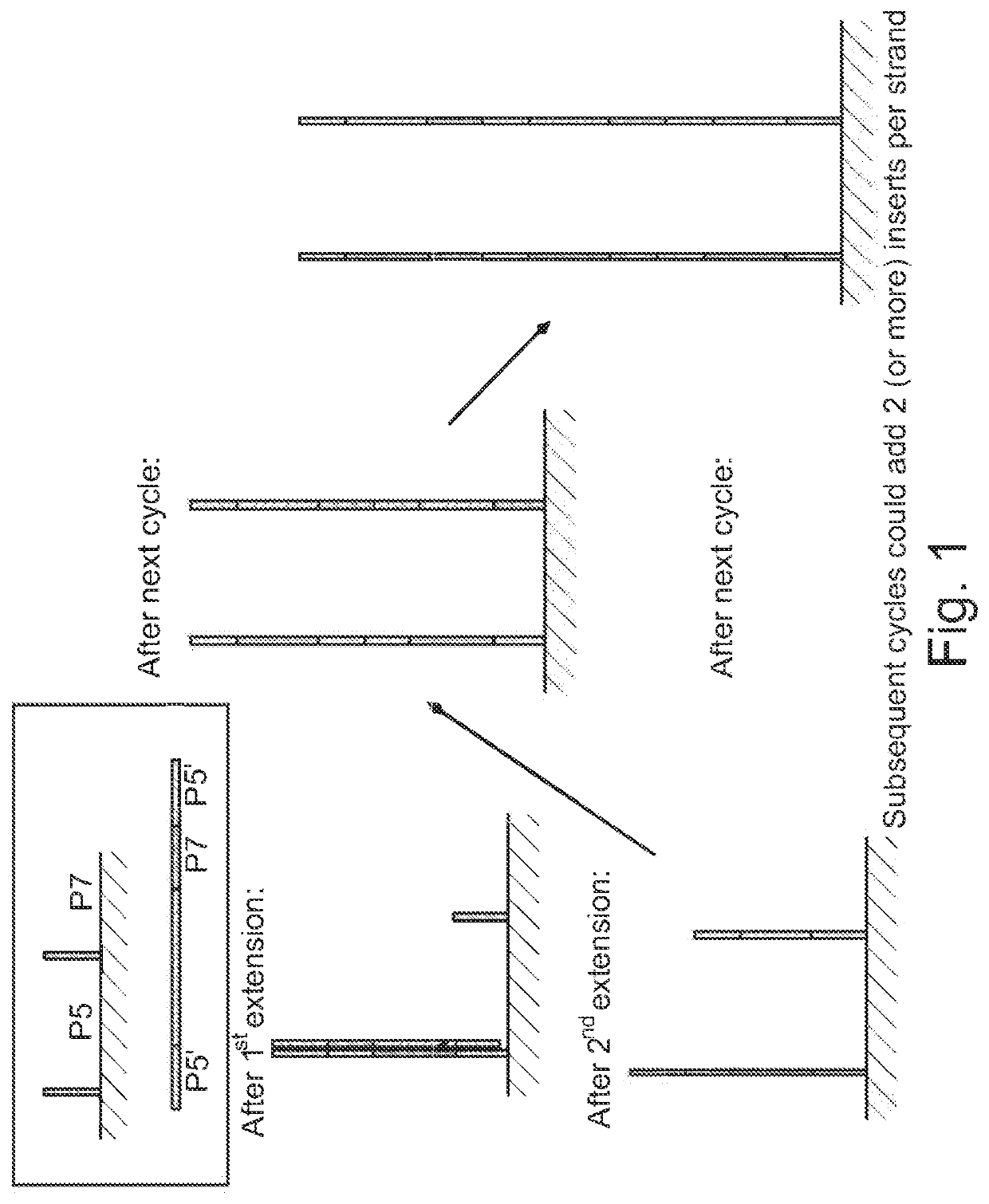 Surface concatemerization of templates