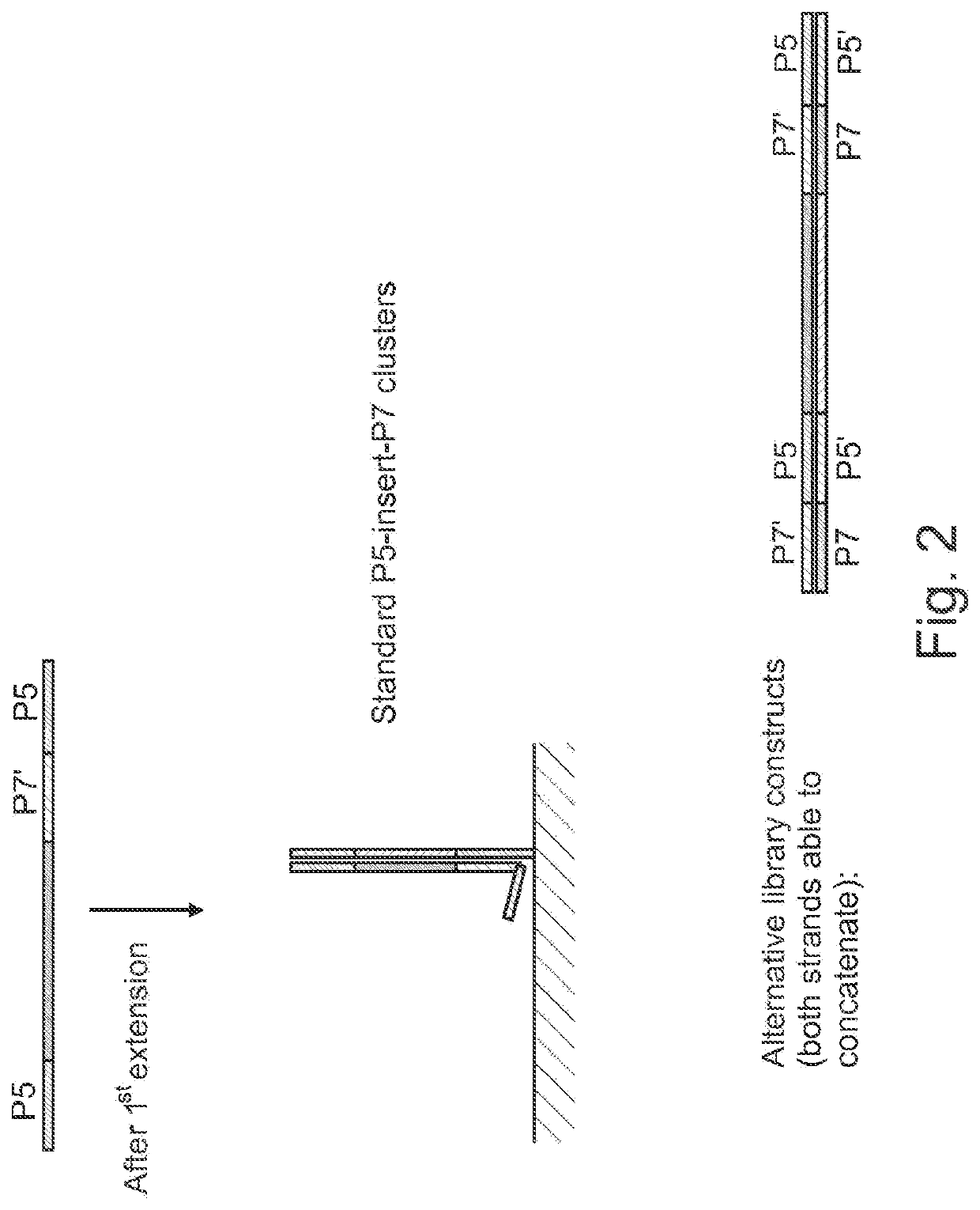 Surface concatemerization of templates