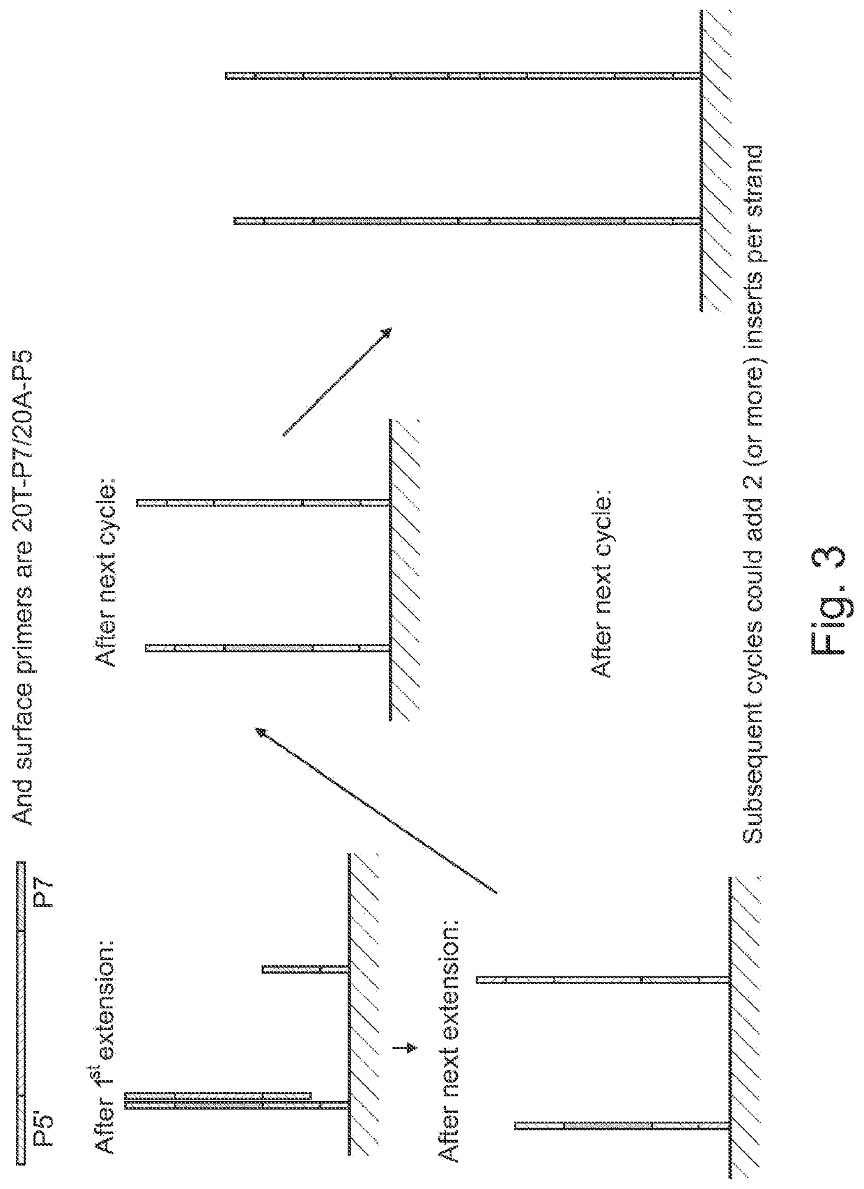 Surface concatemerization of templates