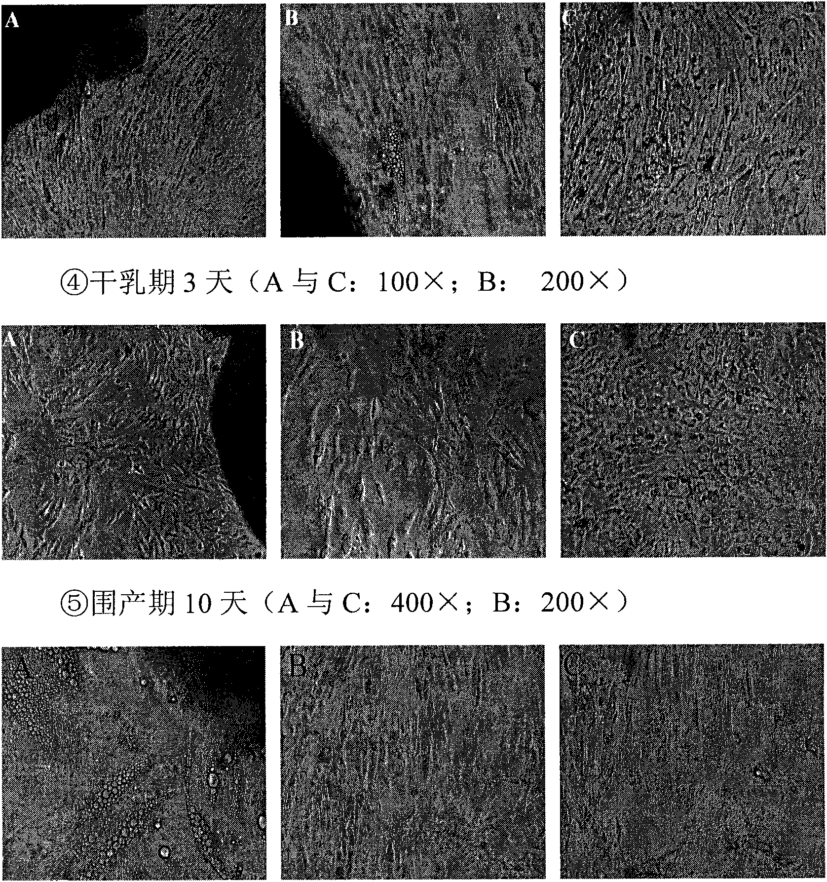 Method for establishing lactation model of cow mammary gland epithelial cells