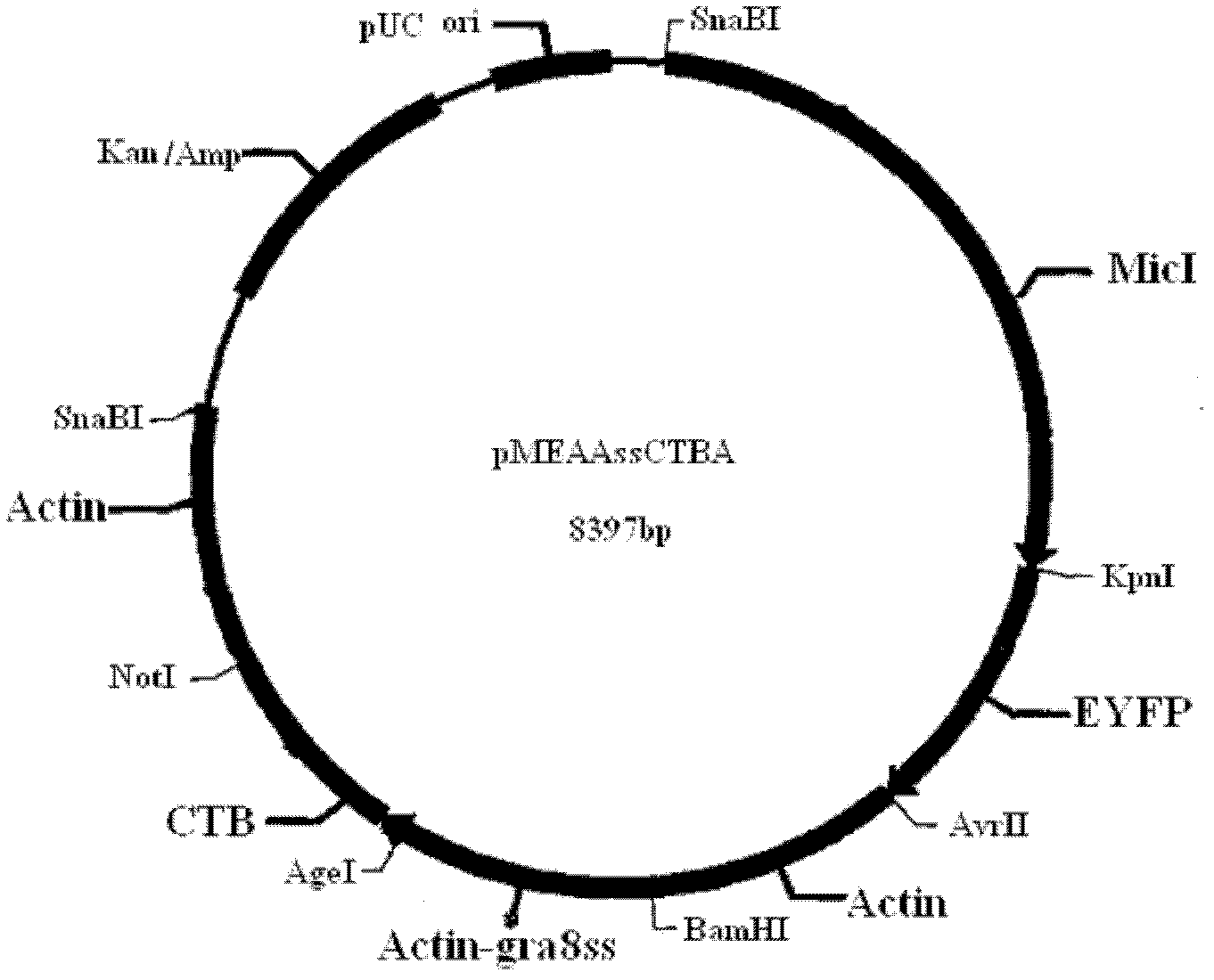 Method for conveying proteins or antigens to mammal intestinal tract in targeted way by using transgenic coccidian