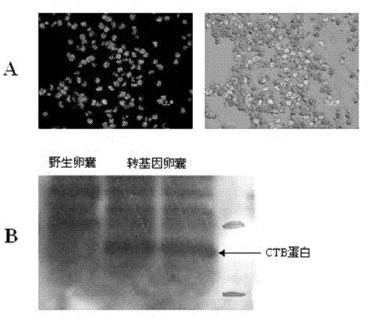 Method for conveying proteins or antigens to mammal intestinal tract in targeted way by using transgenic coccidian