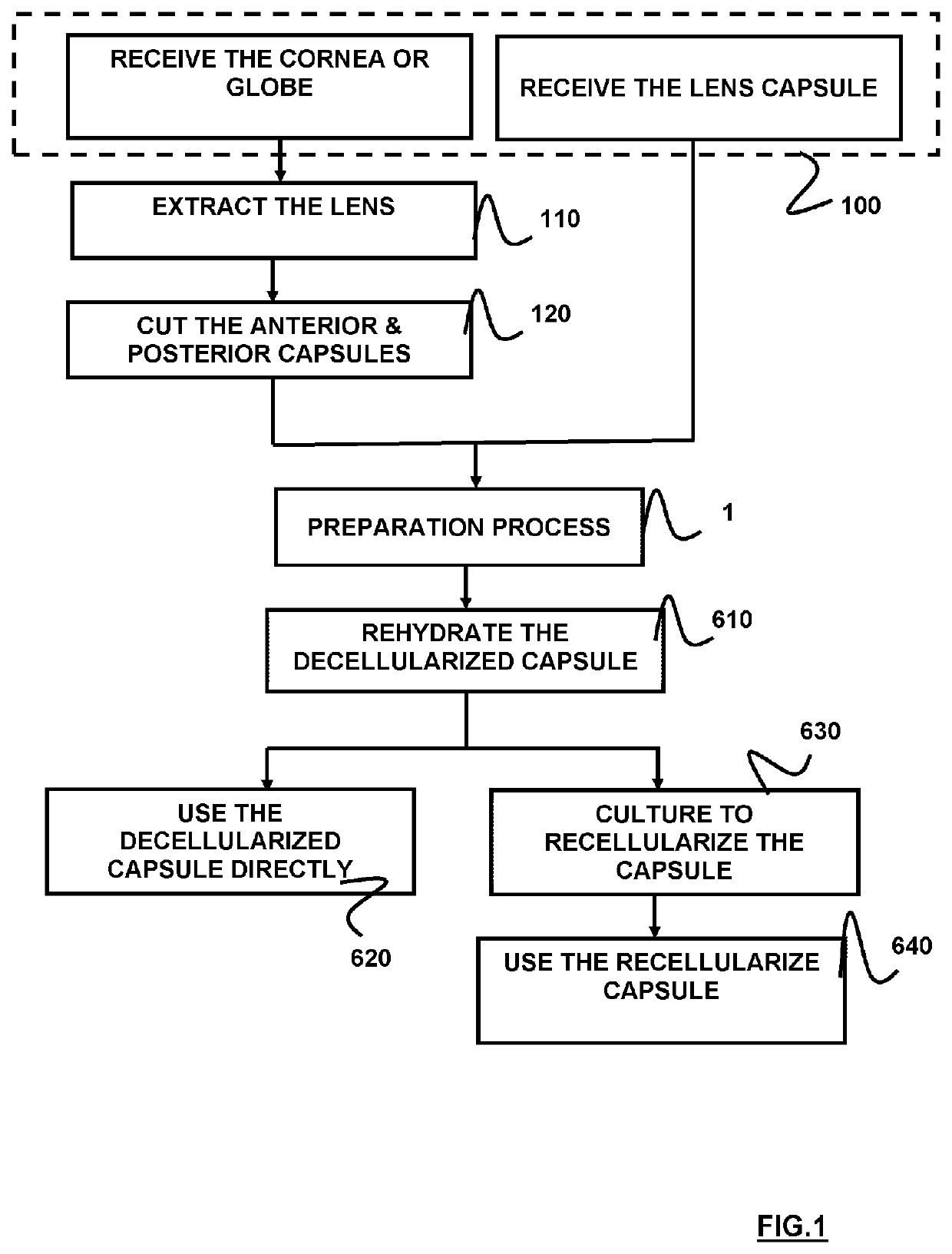 Method for preparing an allograft or xenograft material from a crystalline lens capsule