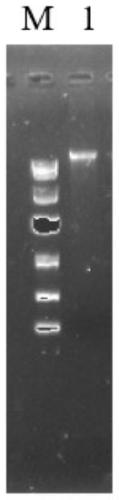 Aspergillus niger genetic engineering bacterium with inactivated calcium ion channel CchA gene and construction method and application thereof