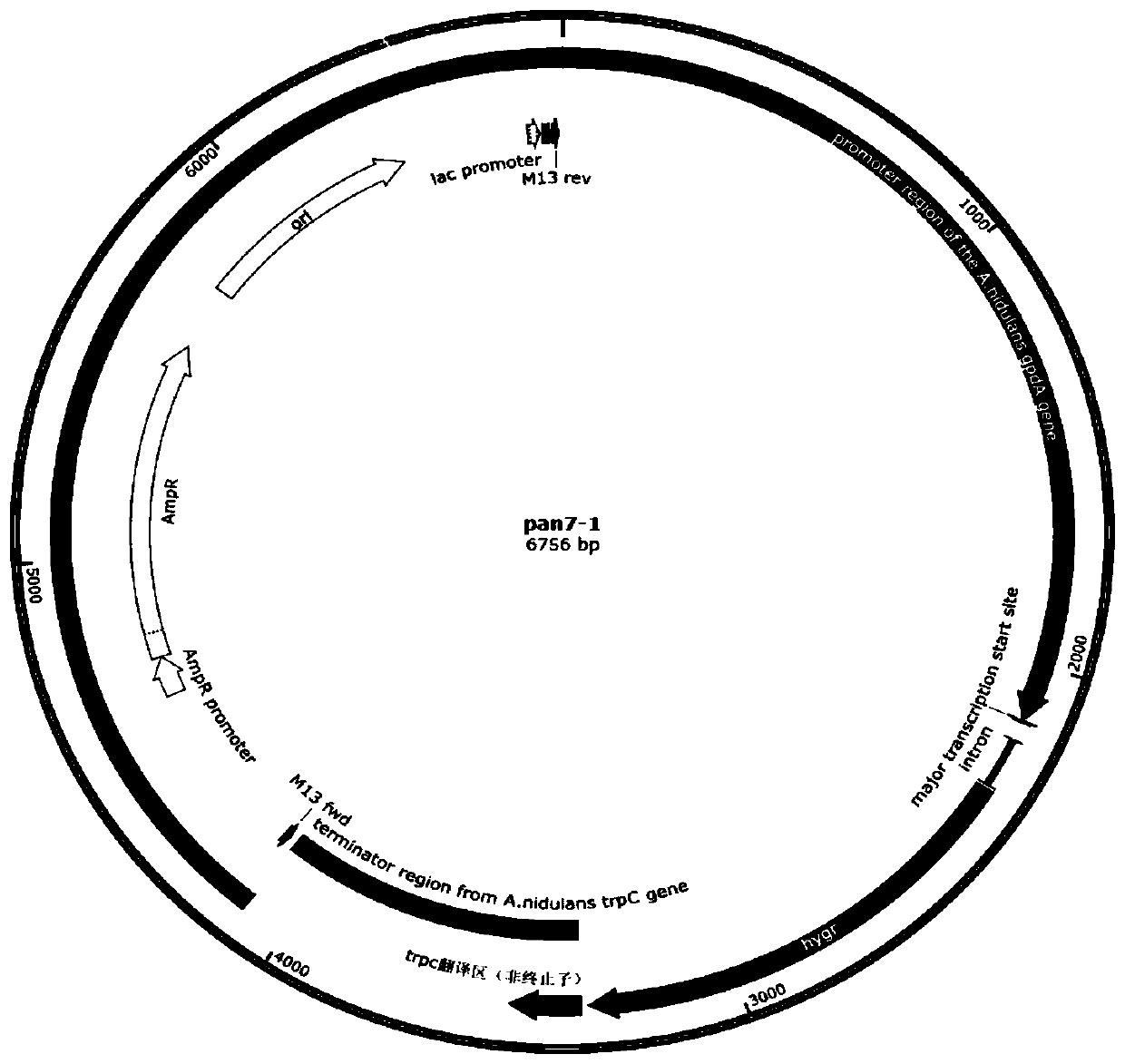 Aspergillus niger genetic engineering bacterium with inactivated calcium ion channel CchA gene and construction method and application thereof