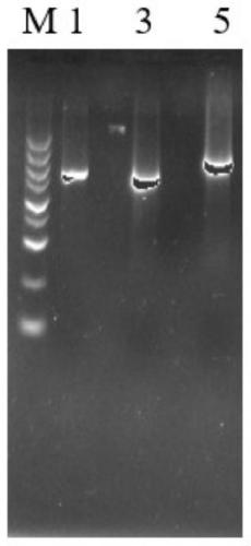 Aspergillus niger genetic engineering bacterium with inactivated calcium ion channel CchA gene and construction method and application thereof