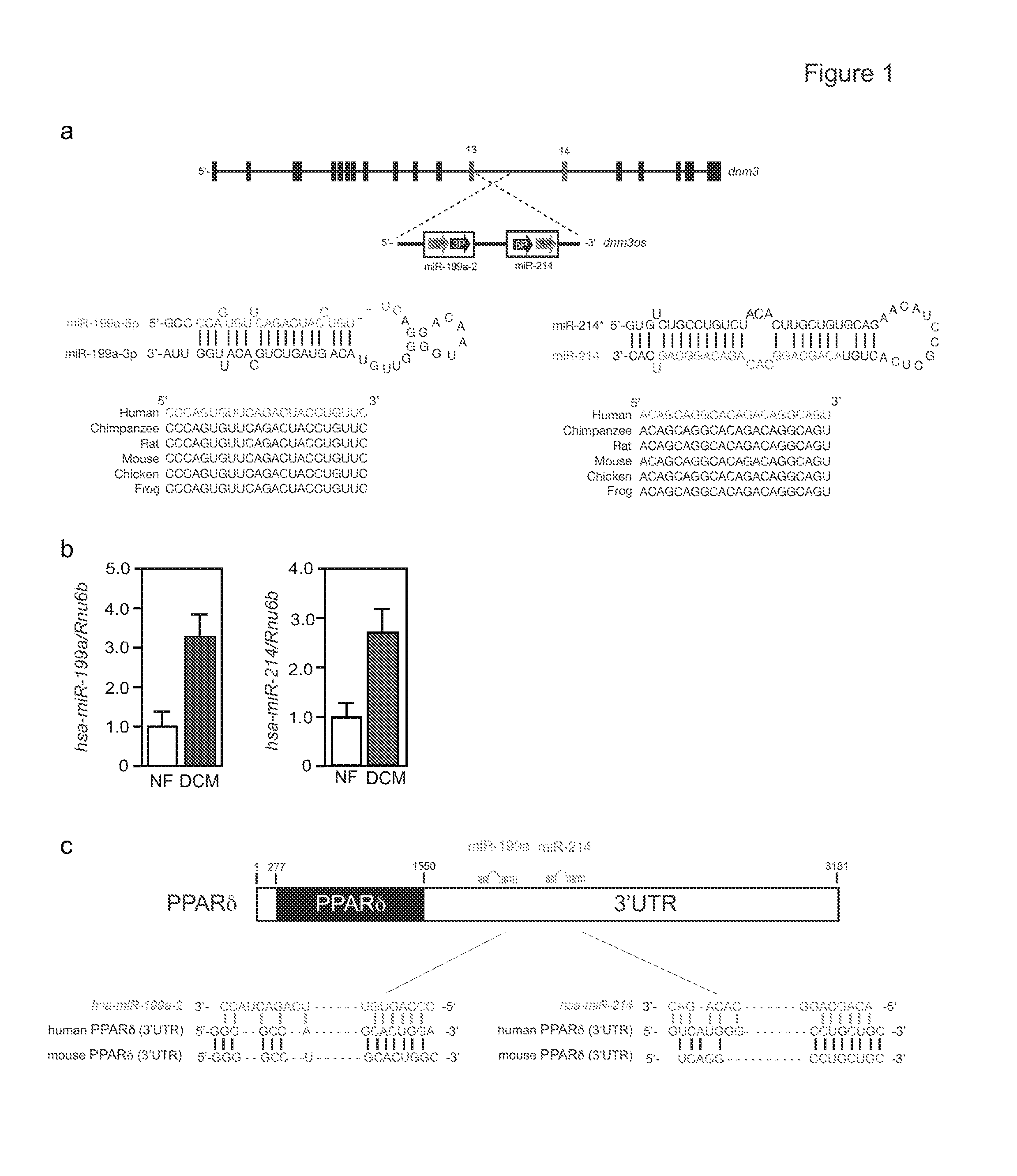 Means and methods for counteracting, delaying and/or preventing adverse energy metabolism switches in heart disease