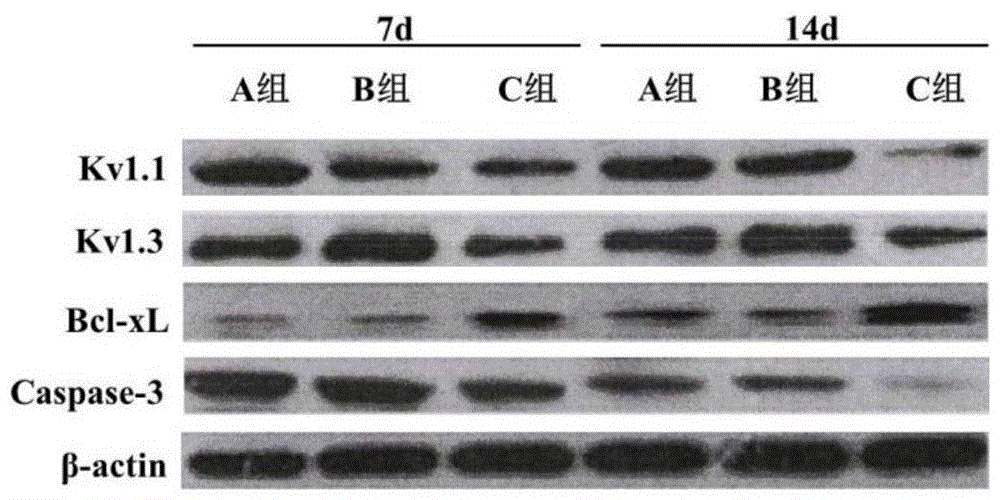 Uses of αb-crystallin