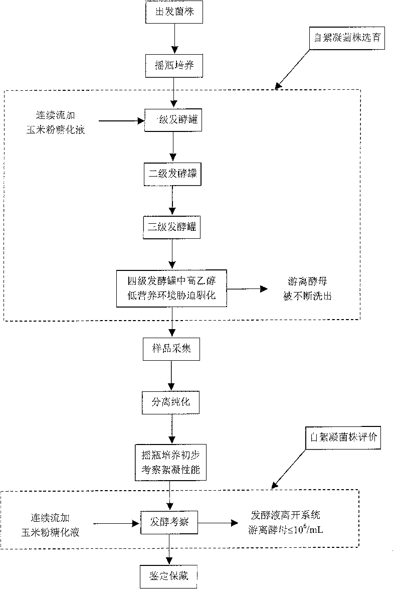 Domesticated and selectively bred autoflocculating yeast mutant plant and its application