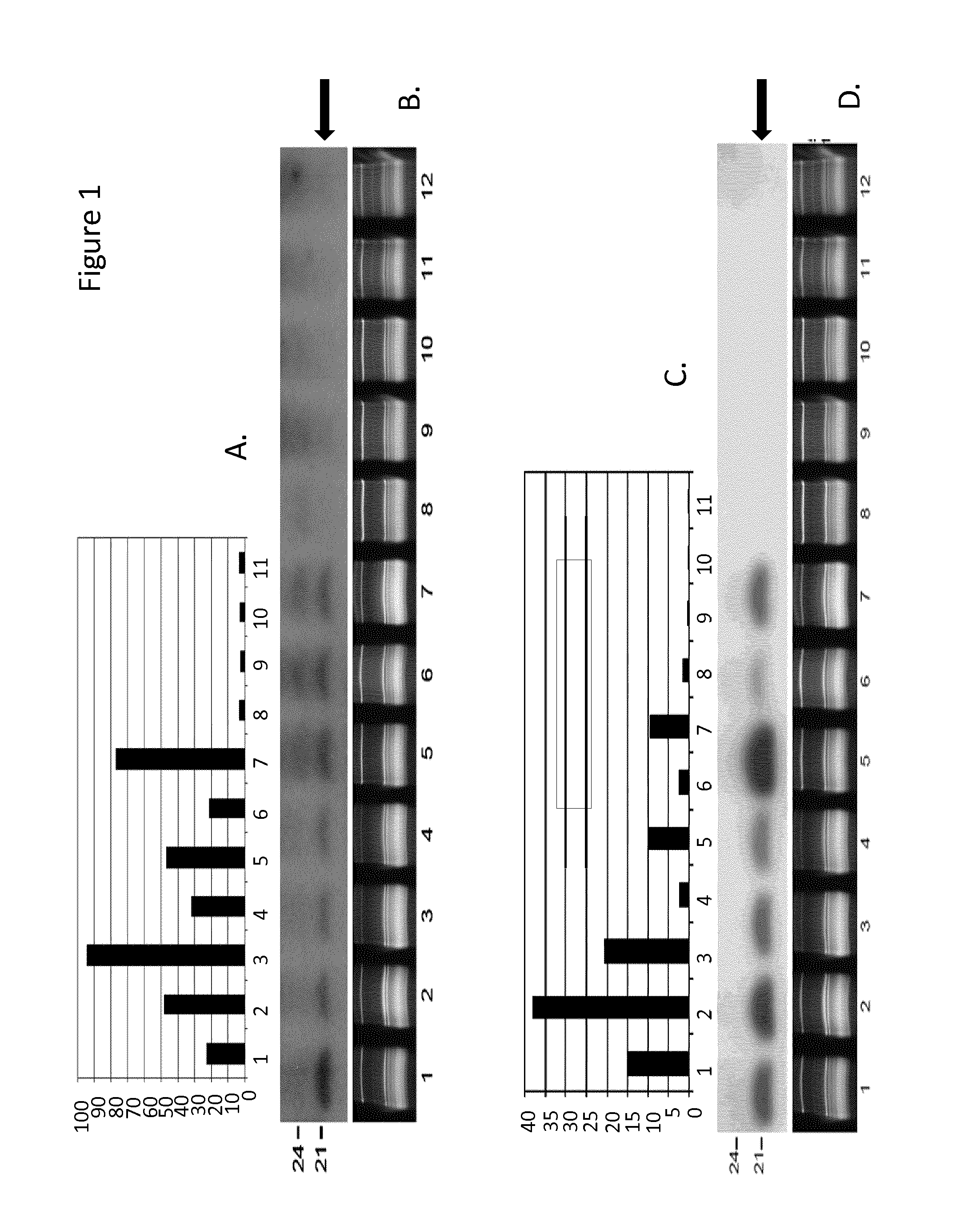 Enhanced selective expression of transgenes in fiber producing plants