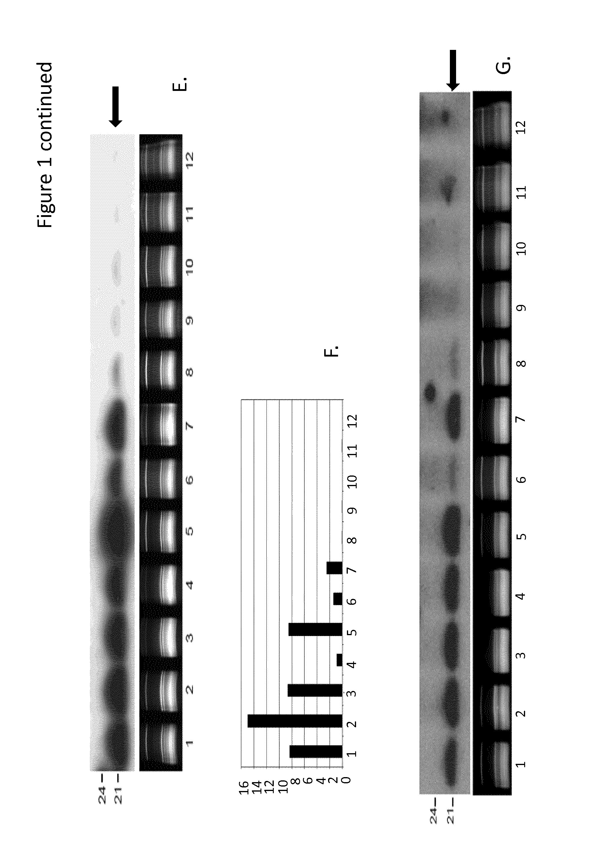 Enhanced selective expression of transgenes in fiber producing plants