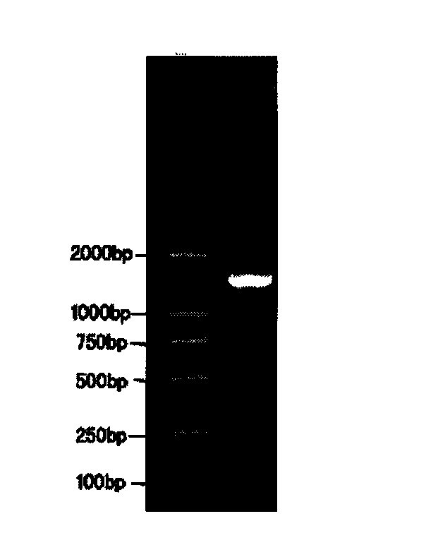 Manufacturing method of adjustable liver damage animal model and special DNA fragment thereof