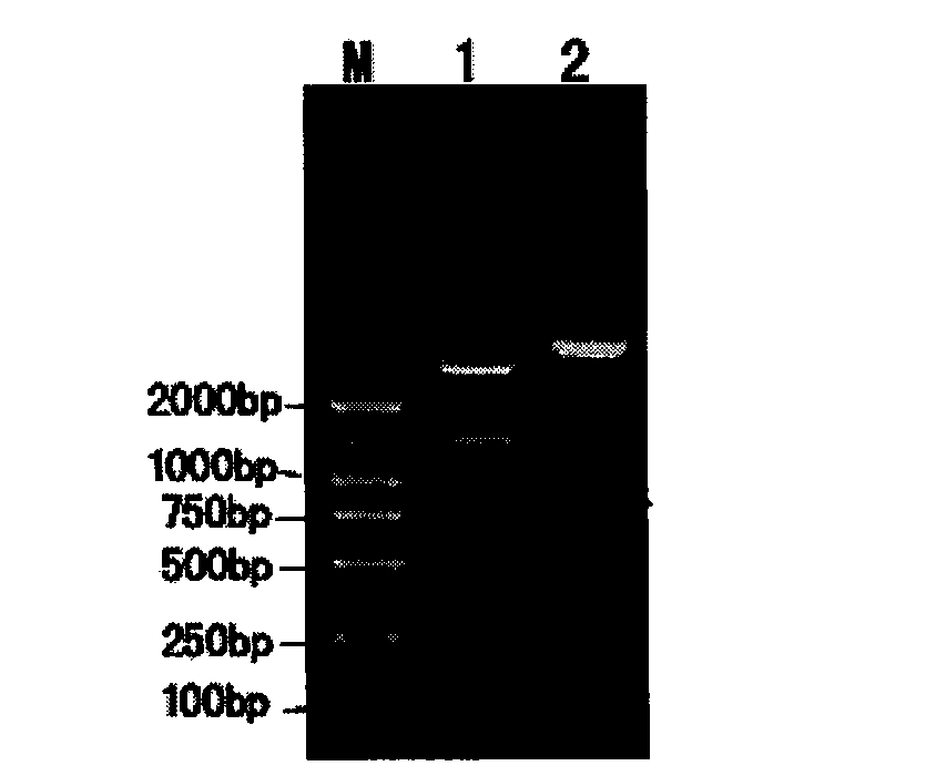 Manufacturing method of adjustable liver damage animal model and special DNA fragment thereof