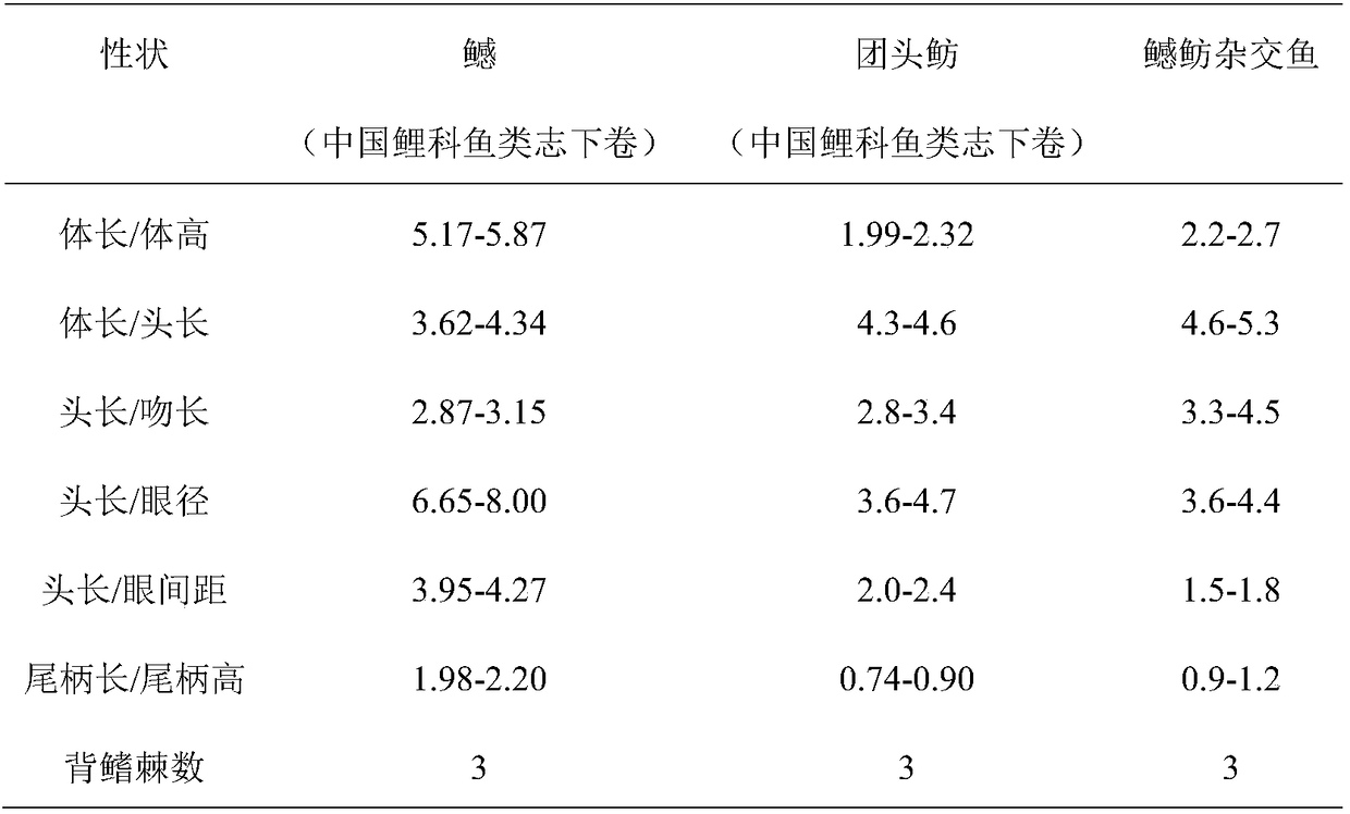 Hybridization breeding method of Elopichthys bambusa and Megalobrama amblycephala