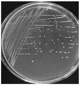 Lactobacillus paraplantarum capable of reducing cholesterol and nitrite and screening method thereof