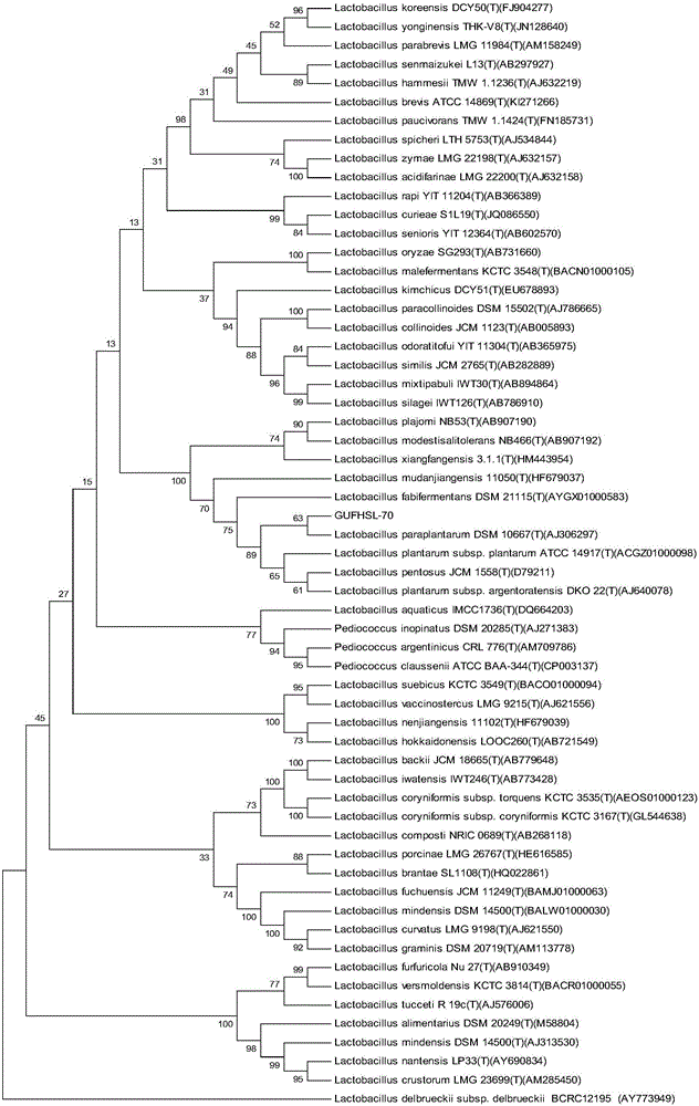 Lactobacillus paraplantarum capable of reducing cholesterol and nitrite and screening method thereof