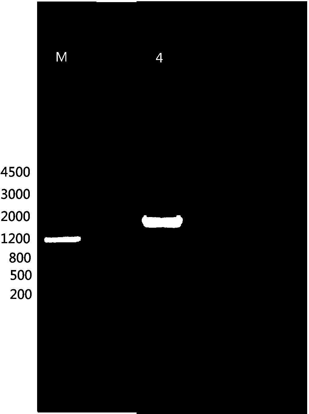 Drought induced type promoter and application thereof