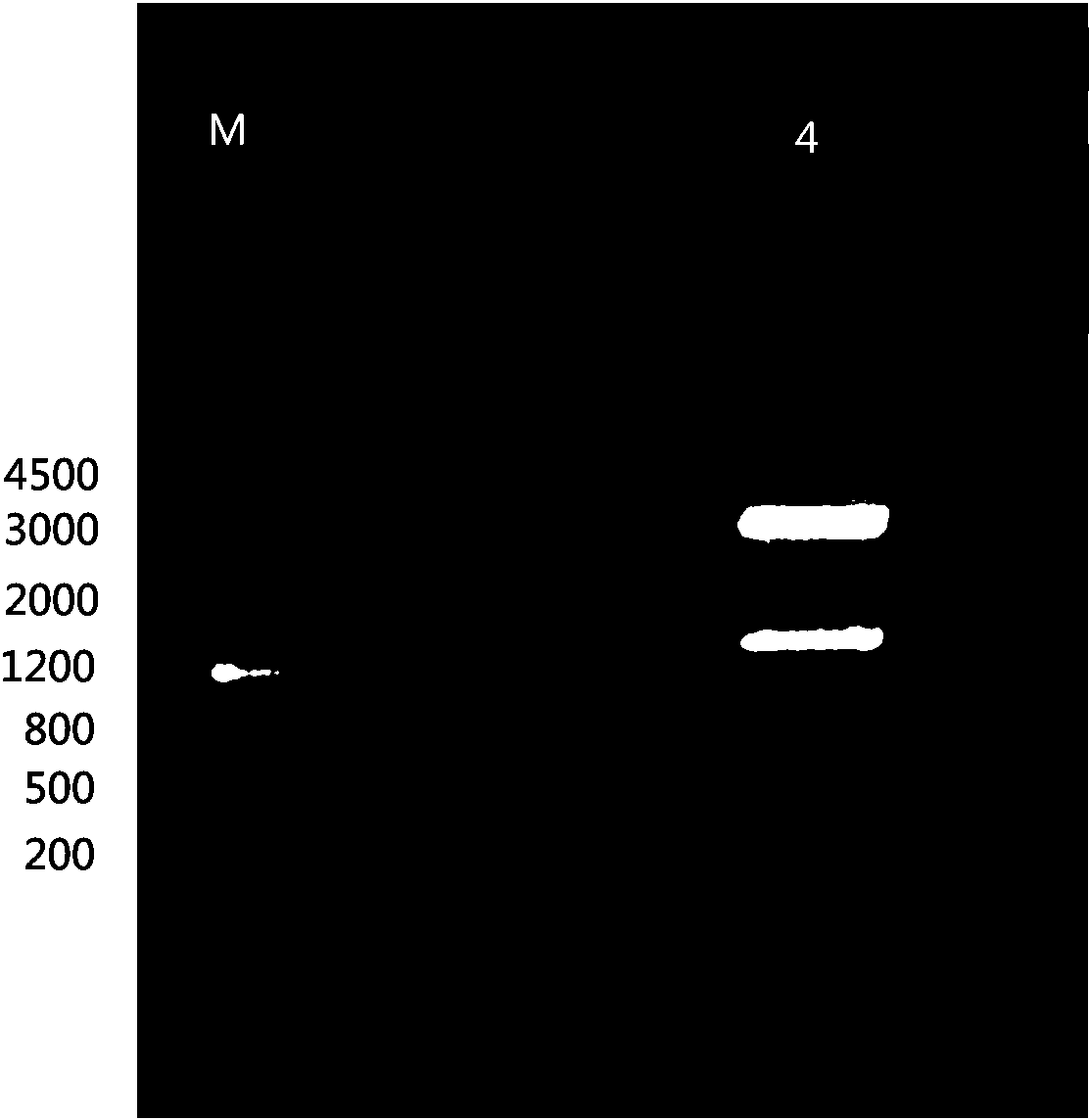 Drought induced type promoter and application thereof