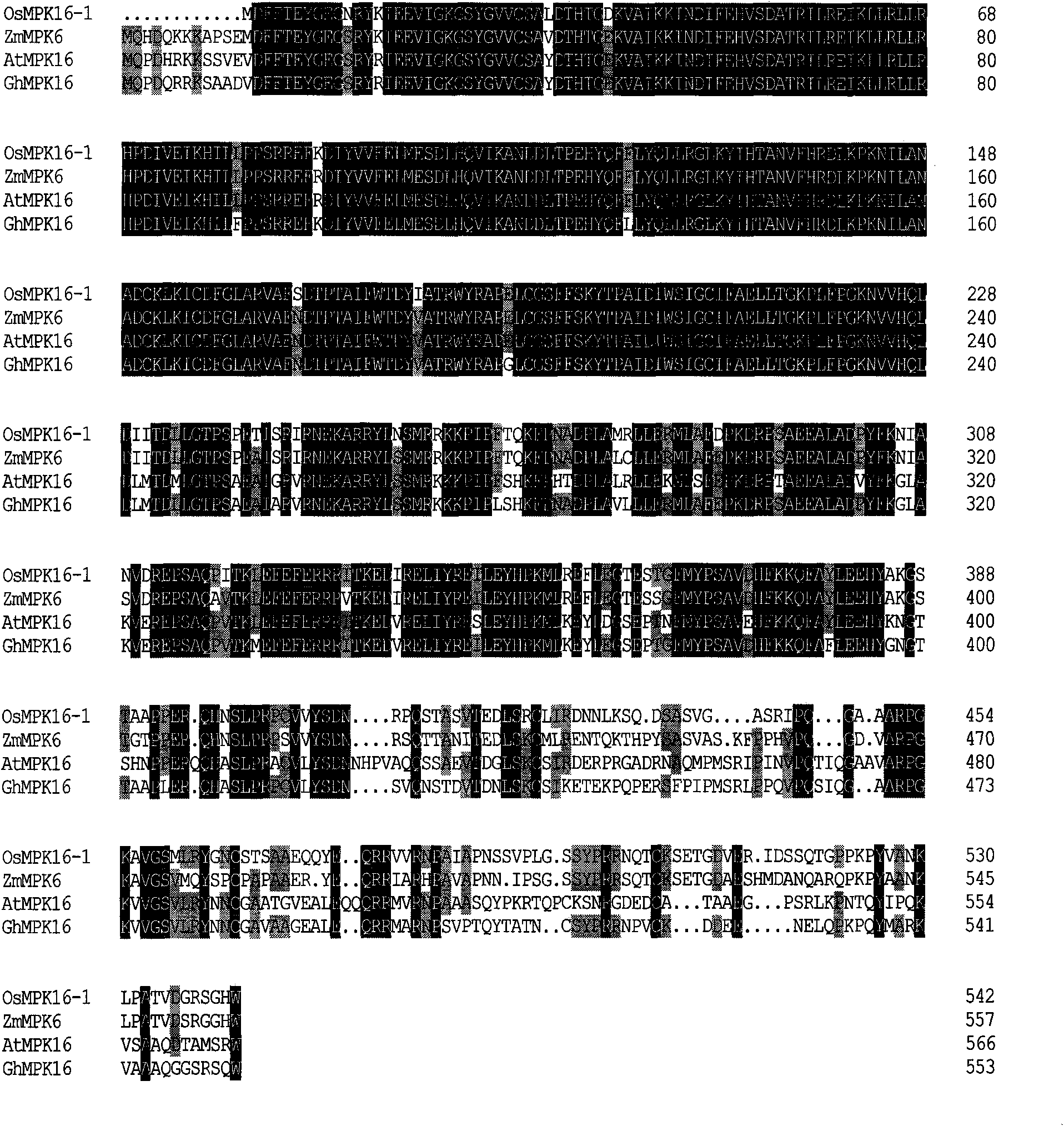 Clone of cotton mitogen activated protein kinase gene GhMAPK16 and application thereof