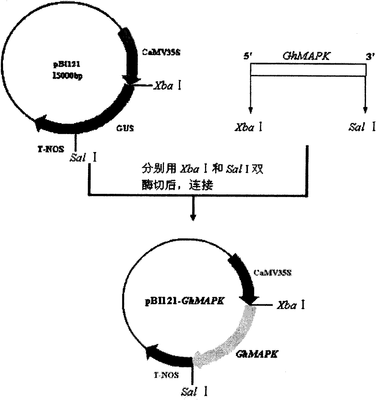 Clone of cotton mitogen activated protein kinase gene GhMAPK16 and application thereof