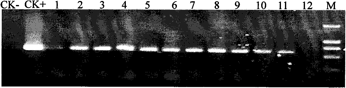 Clone of cotton mitogen activated protein kinase gene GhMAPK16 and application thereof